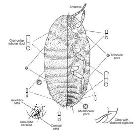   Vryburgia distincta  
 Illustration by De Lotto 